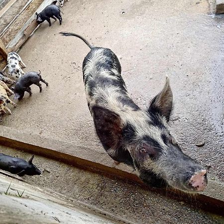 Sitio No Interior De Sp Para Curtir A Natureza أغواس دا براتا المظهر الخارجي الصورة
