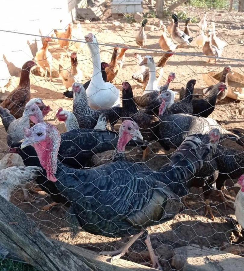 Sitio No Interior De Sp Para Curtir A Natureza أغواس دا براتا المظهر الخارجي الصورة