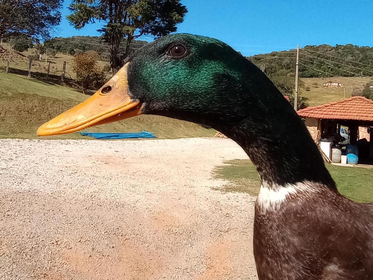 Sitio No Interior De Sp Para Curtir A Natureza أغواس دا براتا المظهر الخارجي الصورة