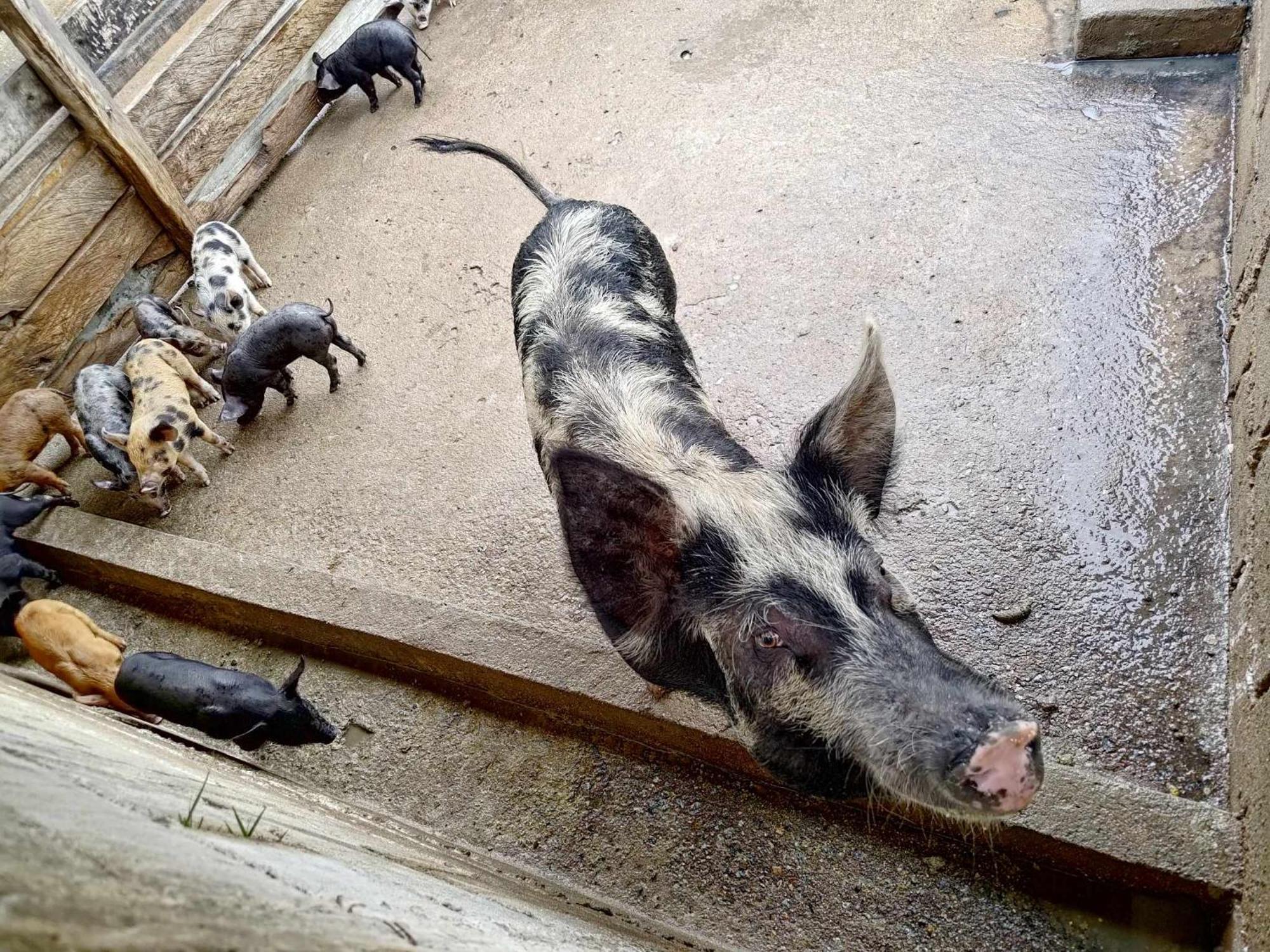 Sitio No Interior De Sp Para Curtir A Natureza أغواس دا براتا المظهر الخارجي الصورة