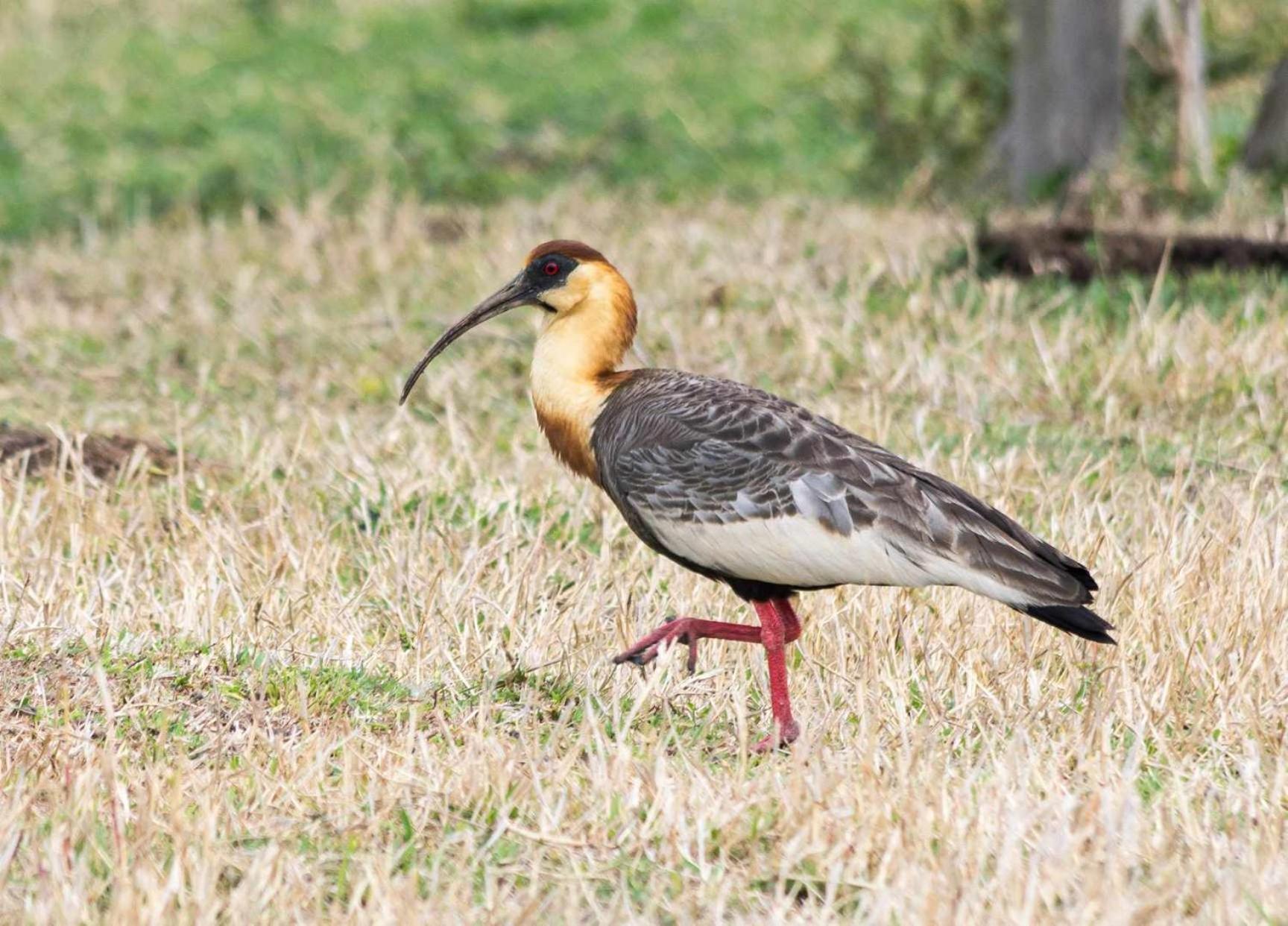 Sitio No Interior De Sp Para Curtir A Natureza أغواس دا براتا المظهر الخارجي الصورة