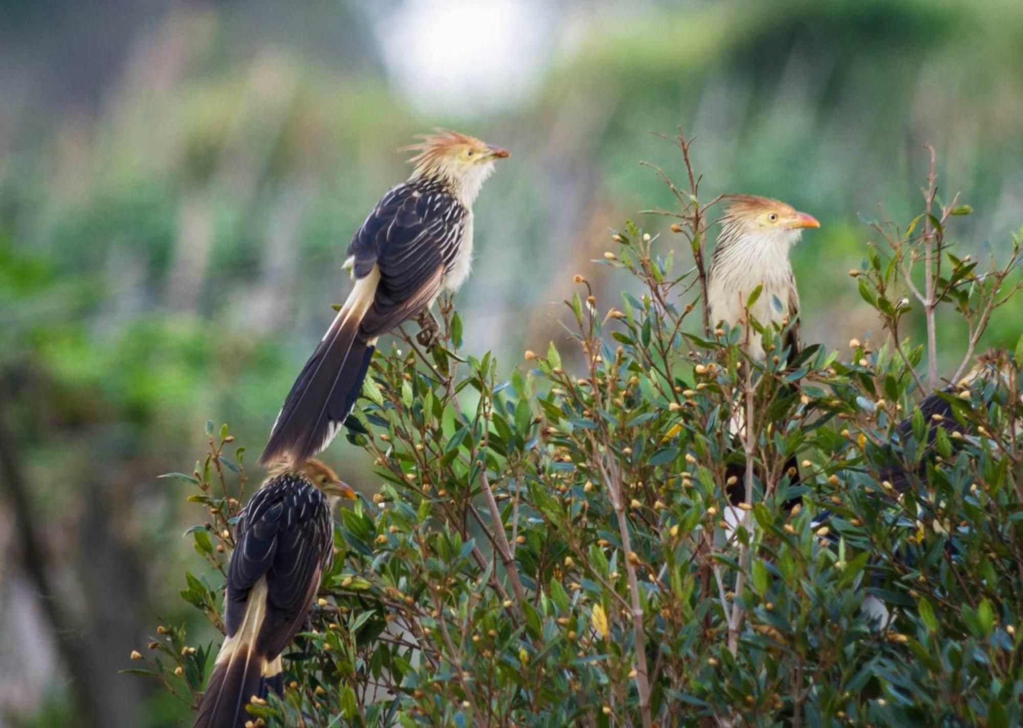 Sitio No Interior De Sp Para Curtir A Natureza أغواس دا براتا المظهر الخارجي الصورة